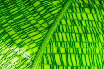 Calathea musaica, sheet with original rectangular coloring in yellow-green tones