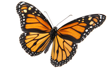 Obraz premium Beautiful luxury orange monarch butterfly. butterfly on transparent background. insect. design element