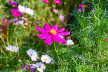 Fototapeta premium Field of Pink cosmos flowers blooming in garden,wild pink cosmos flowers in spring day,autumn season,view of the various cosmos flowers,Selective focus.