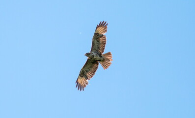 osprey in flight