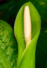 Dieffenbachia flower in spring in a botanical collection in a greenhouse, Odessa