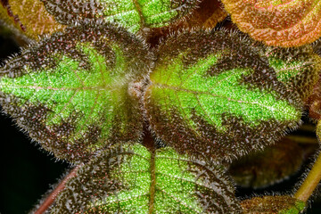 Episcia cupreata, An ornamental tropical plant with leaves of an original color and structure, Odessa