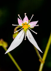 Creeping saxifrage, strawberry saxifrage Saxifraga stolonifera