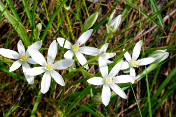 small flowers of Ornithogalum umbellatum in the shape of white stars among the grass in the field