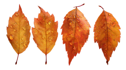 Four colorful autumn leaves with water drops are isolated on a transparent background, creating a vibrant and seasonal image perfect for fall themed designs