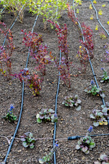 Drip Irrigation System in a Young Garden Bed