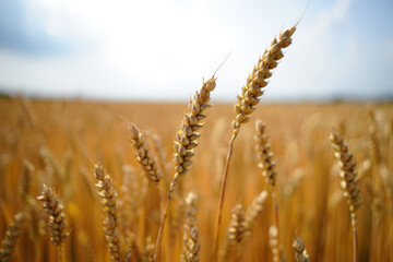 Fototapeta premium Golden Wheat Field Under Summer Sky.