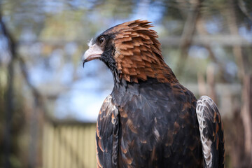 The black breasted buzzard is predator in nature at australia