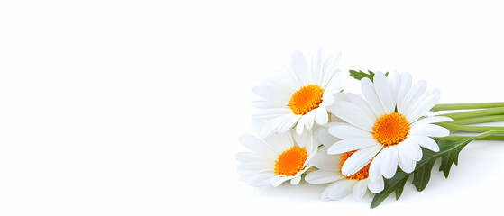 Fototapeta premium Fresh White Daisies Bouquet On White Background