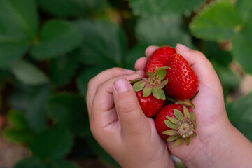 fresh strawberries in human hand