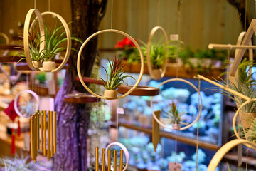 Taiwan May 30 2025: A display of hanging air plants mounted in circular wooden hoops against a softly blurred botanical shop background, showcasing modern interior plant decor and texture contrast