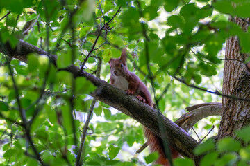 Squirrel in a Tree. A red squirrel sits attentively on a branch among dense green leaves. The animal looks directly into the camera, framed by the natural canopy.