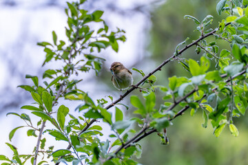 Small Songbird with Prey. A small songbird perches on a branch holding a dragonfly in its beak. The...