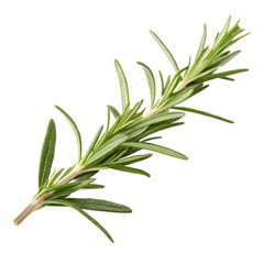 Fototapeta premium A whole single rosemary sprig isolated on a transparent background 