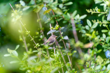 Bird in the Bushes. Young bird sits further back in the image on a branch in a dense bush. The...