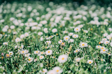 A captivating view of white daisies blooming amidst vibrant green grass, evoking a serene and cheerful ambiance perfect for showcasing the beauty of nature and outdoor tranquility