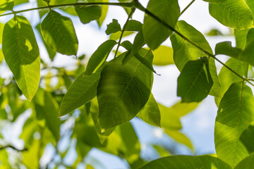 Green canopy in sunlight. Fresh green foliage is illuminated by sunlight, revealing delicate leaf veins. The shot conveys a sense of calm and naturalness.