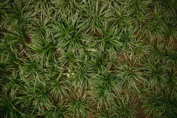 A ornamental grass Ophiopogon japonicus or Dwarf Lilyturf in a landscaped garden
