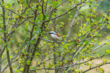 Red-backed Shrike Lanius collurio in the branches. A male red-backed shrike sits among newly sprouting branches. Its striking black eyestripe and reddish-brown coloring make it easily recognizable.