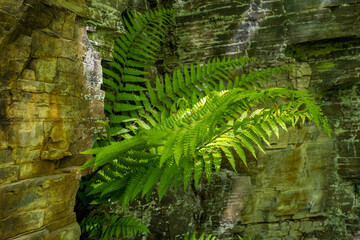 Fern growing from a stratified rock face with dappled sun light.