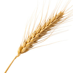 Wheat head isolated on a transparent background
