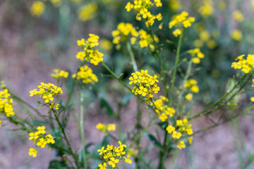 Yellow wildflowers on a blurred background. Delicate yellow blossoms contrast with the softly blurred background. The scene appears lively and summery.