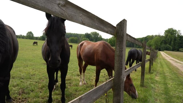 stallions at the fence