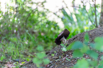 Dark Mushroom on a Mound of Earth. A single dark mushroom grows from the earth in a wooded area. The play of light in the background creates a mysterious atmosphere.