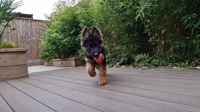 Irresistibly Cute and Fluffy German Shepherd Puppy Running Towards the Camera in Slow Motion with a Ball in His Mouth | Playful Moments and Big Floppy Ears