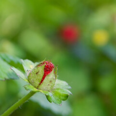 Beautiful close-up of potentilla indica