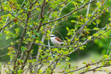 Red-backed Shrike between branches. The bird looks directly into the camera and sits quietly on a branch. The green surroundings appear vibrant and natural.