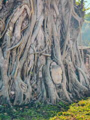 Thailand Ayutthaya - 01.06.2025: Buddha head in the tree roots in Ayutthaya historical park Wat Mahathat temple, Thailand, Asia. Travel and tourism destination. Ancient architectural heritage.