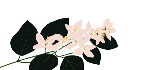 Delicate jasmine flowers on a branch showcasing nature's intricate beauty. Revealing the fine details of the petals.