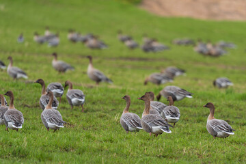 The pink-footed goose (Anser brachyrhynchus)
