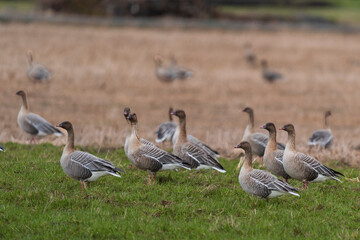 The pink-footed goose (Anser brachyrhynchus)