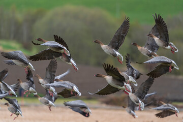 The pink-footed goose (Anser brachyrhynchus)