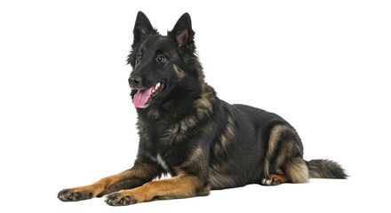 Cute Belgian Tervuren Dog isolated on white Transparent background. Dog Lying Down Looking Content on White Background