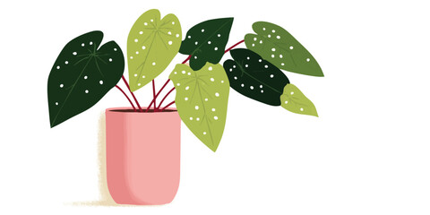 A close-up illustration of Polka Dot Begonia in a pot, simple vector art, perfect for botanical themes.