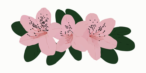 A delicate and detailed illustration of three blooming Azalea flowers with vibrant petals, surrounded by lush green leaves, showcasing the beauty of springtime.
