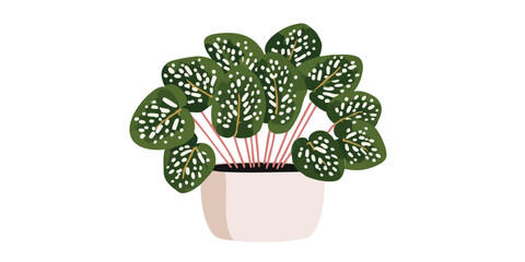 A charming Polka Dot Plant, also known as Hypoestes phyllostachya, thrives in a square pot. A cheerful and minimalist botanical illustration.