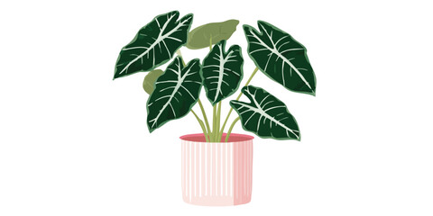 A serene indoor plant with dark green leaves and prominent white veining, artfully housed in a pink pot. This is a perfect minimalist decor.