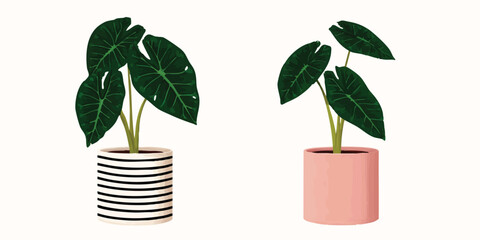 Two elegant potted elephant ear plants. One adorned with a striped pot, while the other in a simple pink pot against neutral backdrop. Capturing the blend of botanical beauty with a modern aesthetic.