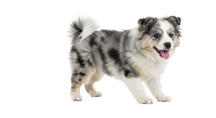Fototapeta premium Cute Icelandic Sheepdog Dog isolated on white Transparent background. Happy Small Puppy Standing on White Background Smiling