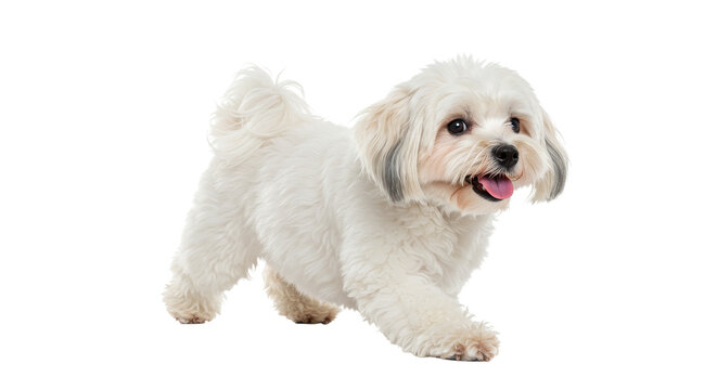 Cute Lowchen Dog isolated on white Transparent background. Small White Dog Walking Happily with Tongue Out on White Background