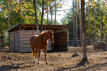 A  horse is resting in a paddock. In the background, the wooden shelter and hay rack. 