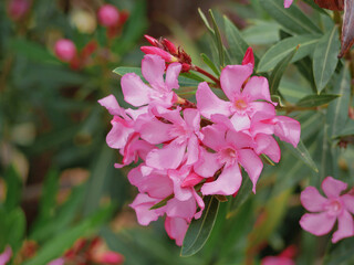 Nerium Oleander blooming bush with pink flowers. Heart shaped inflorescence. High quality background close up photo