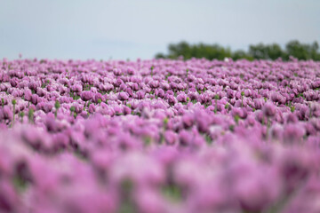 A field full of purple poppies near Erlenbach in Germany, Europe