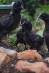 A group of young, dark-feathered chicks, appearing entirely black, stands on earthy ground...