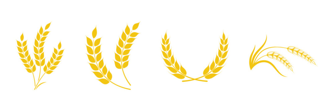 Wheat spikes, Wheats ears icon set, Harvest wheat grain, growth rice stalk and whole bread grains or field cereal nutritious.