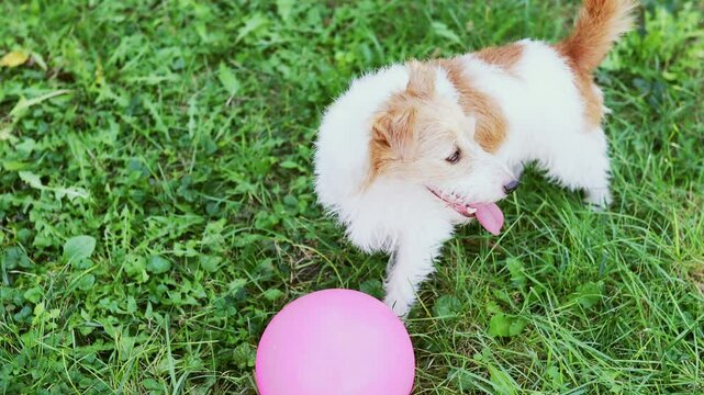 Panting pet dog waiting for play with her toy ball in the grass